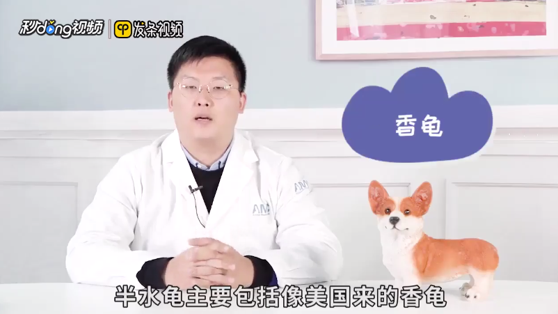 观赏龟有哪些品种