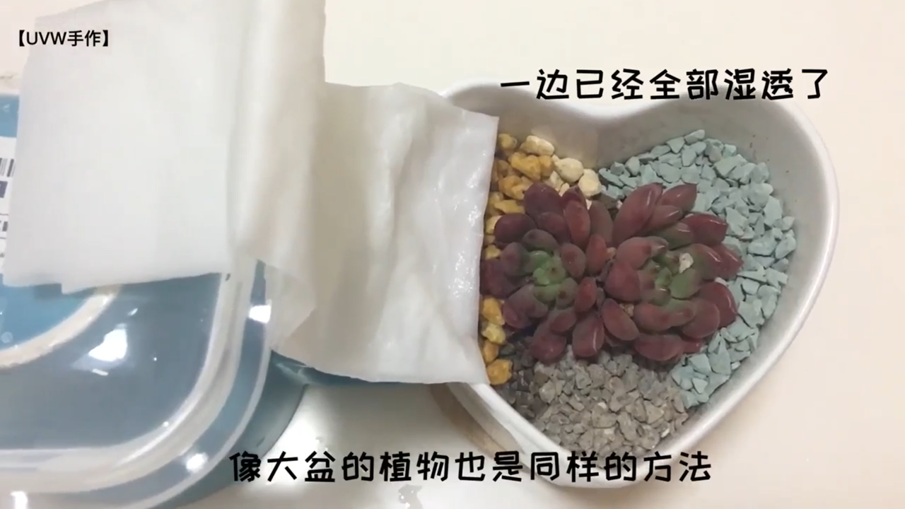 怎样正确的给花花草草浇水
