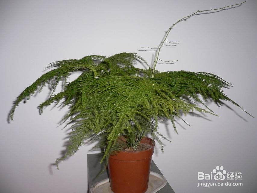 文竹叶子枯黄怎么办？