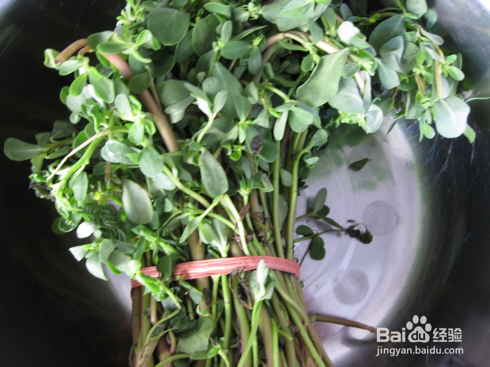 清热解毒野菜——清炒马齿苋