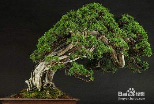 盆景的根系怎样的茂盛