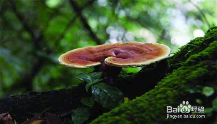 蘑菇和灵芝有什么区别?