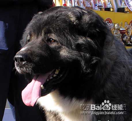 如何挑选高加索犬