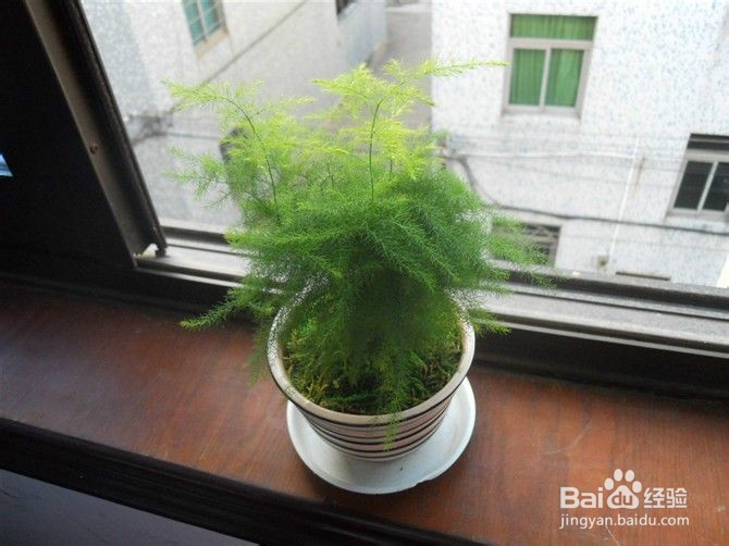 六种植物在房间里的神奇功效