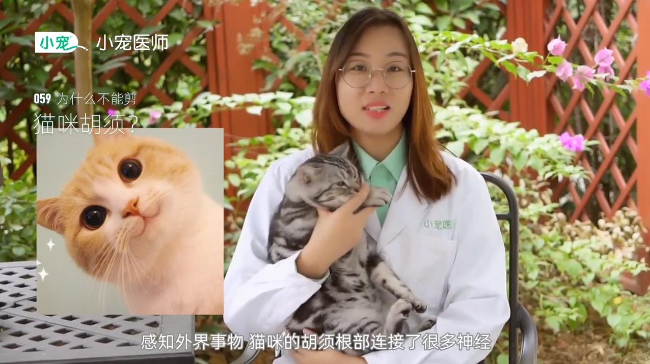 猫咪胡须有什么作用