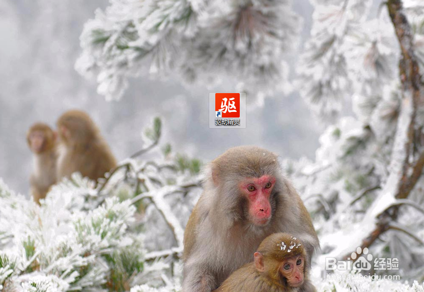 驱动精灵怎么更新显卡驱动?