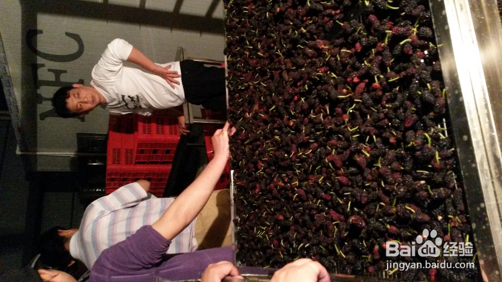 桑葚烘干机的作用,桑椹烘干机的使用