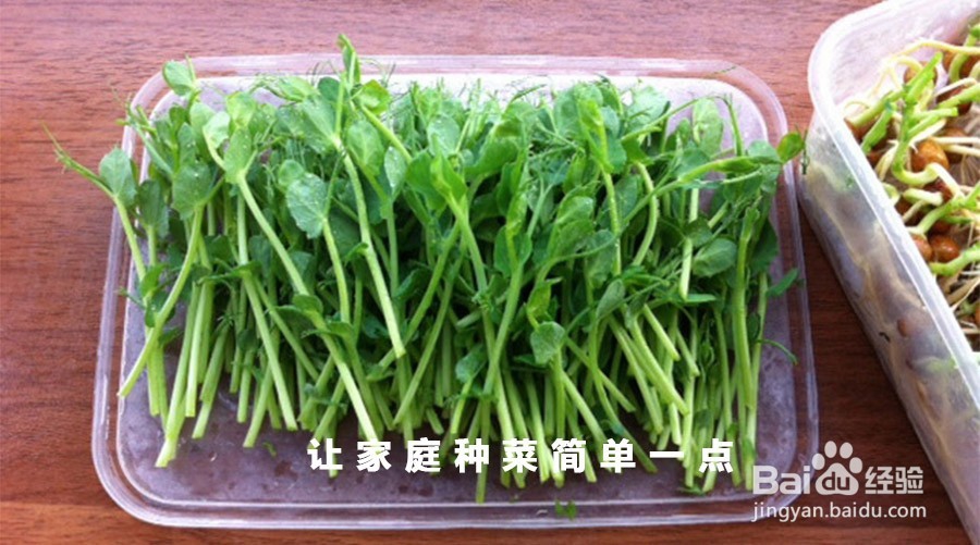 <b>如何用一次性饭盒种豌豆芽菜</b>