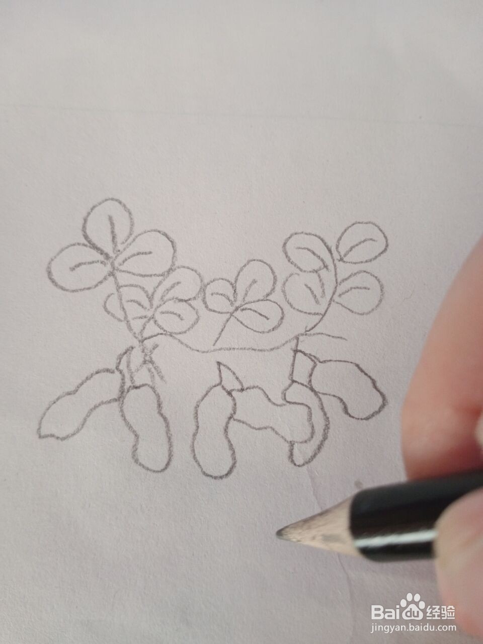 花生简笔画