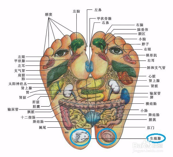 人到中年脱发怎么办