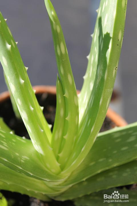 六种植物美容又养颜