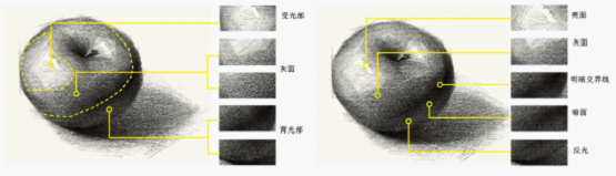素描静物的画法一