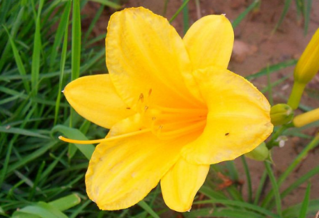 昨日黄花和明日黄花区别是什么