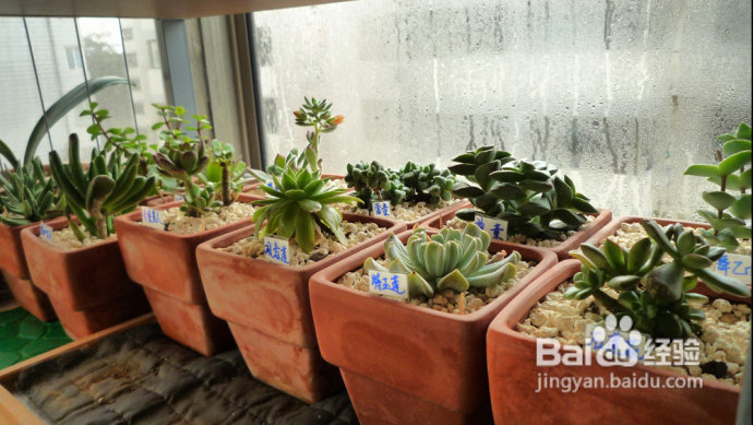 冬天来了，阳台变大棚。