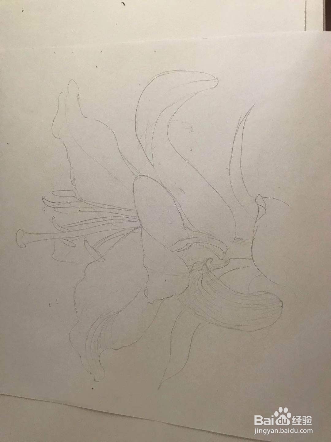 百合花黑白线描画