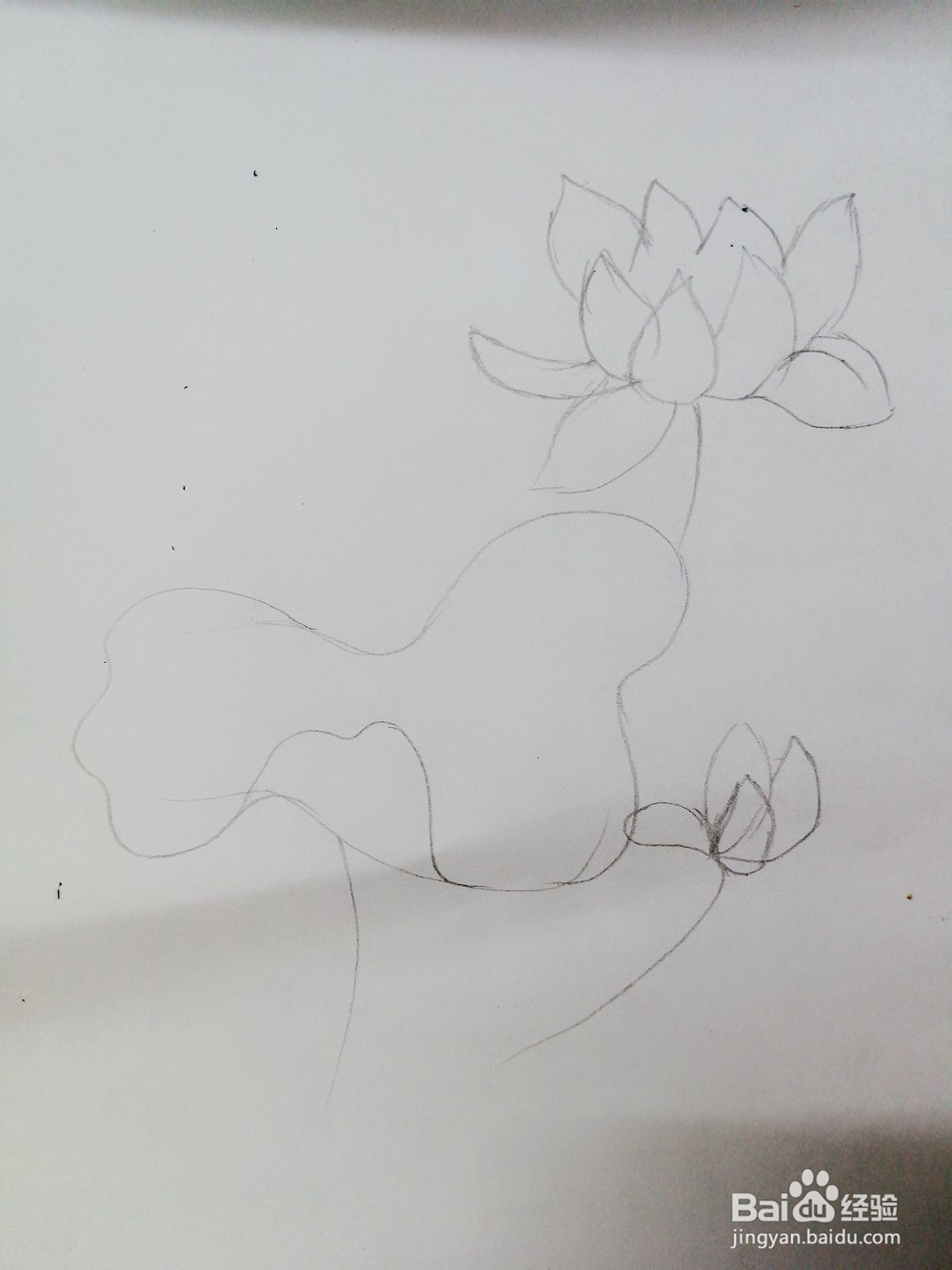 彩绘荷花卡通绘本插图