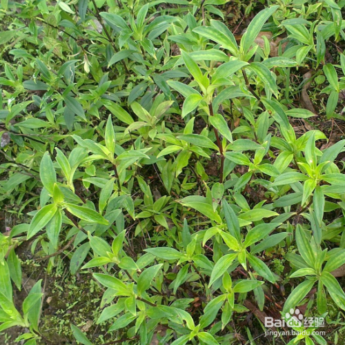 龙胆草种植时需要注意什么