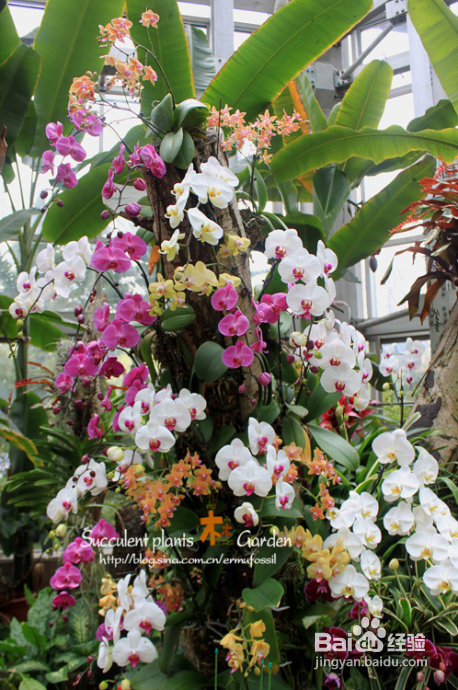 上海植物园（上）