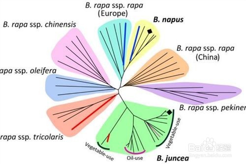 <b>改进的CTAB 法提取花花柴植物基因组DNA</b>