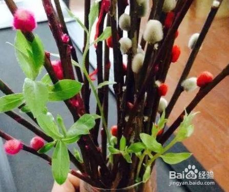 银柳花怎么养 百度经验