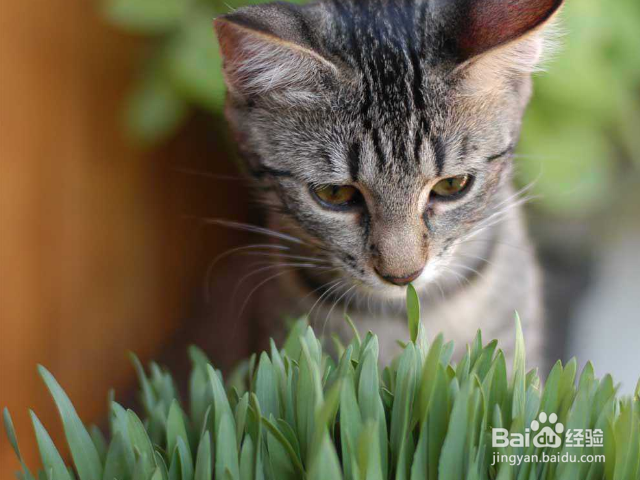 怎么给猫咪去毛球?
