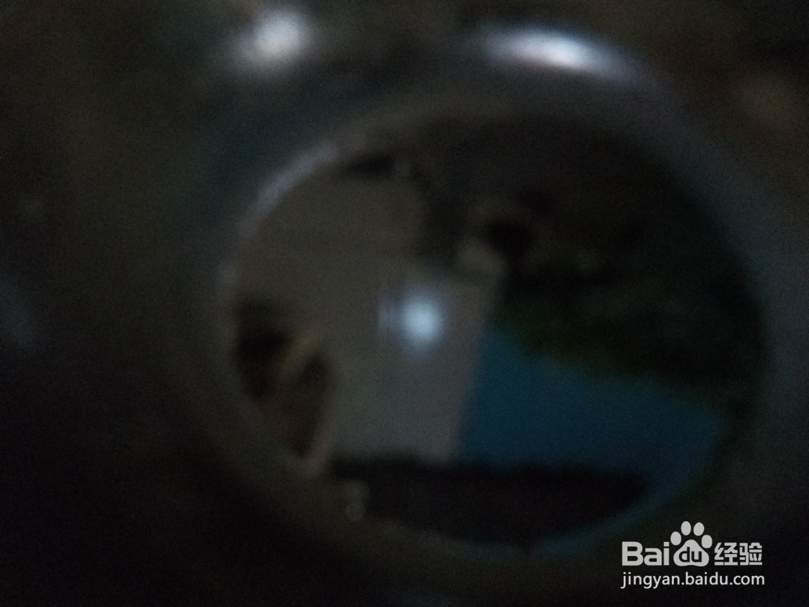 茼蒿炒松仁小肚