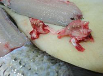 西湖醋鱼，特色美食！