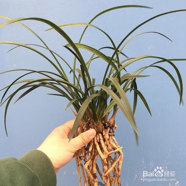 兰花根烂了后怎么处理