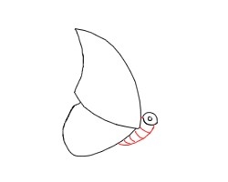 简笔画---怎么画只活生生的蝴蝶