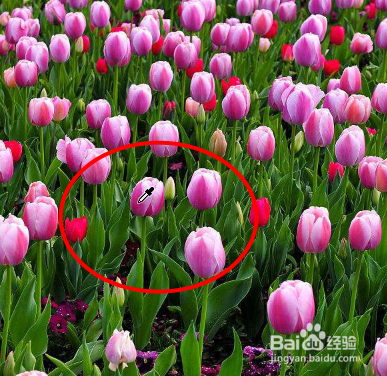 Photoshop如何改变玫瑰花的颜色
