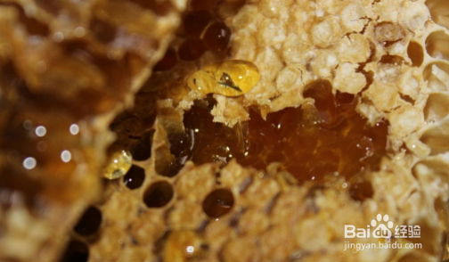 如何分辨真假土蜂蜜？