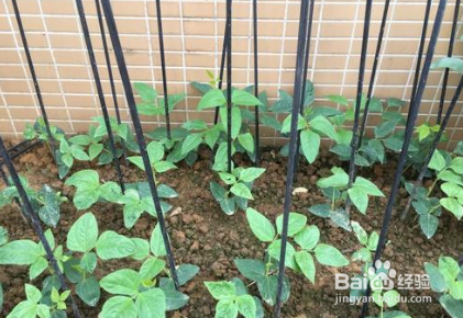 豆角怎样种植才能高产