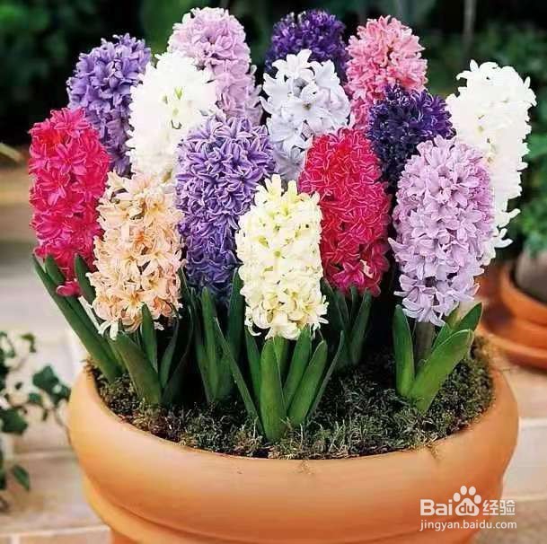 典型的懒人植物，既好看又好养，赶紧养起来吧