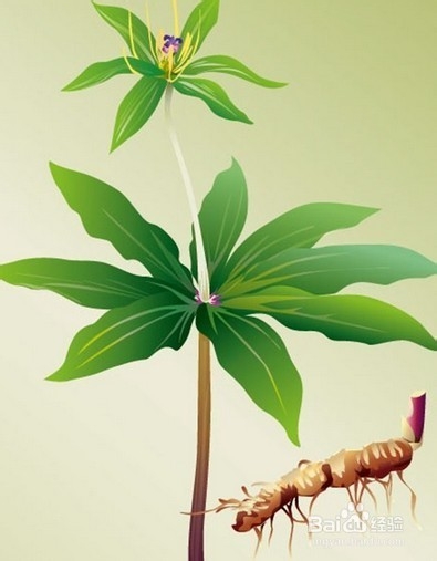 重楼的功效与作用-百度经验