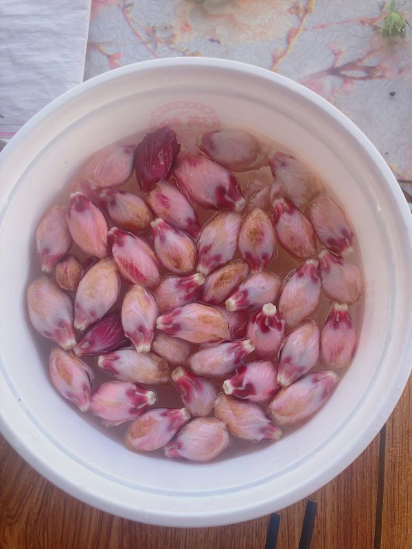 粉嫩木槿花炒蛋