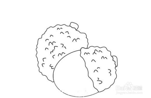 荔枝的画法步骤