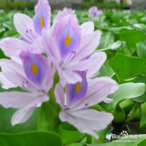 凤眼兰养殖的危害有哪些？