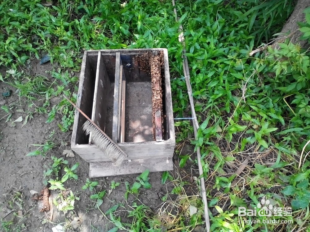 逃离蜂窝的蜜蜂怎么样捉回