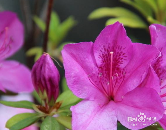 管花杜鹃常见病虫害及防治方法