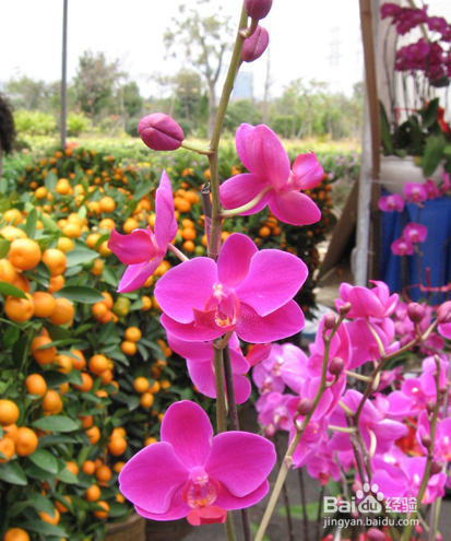 蝴蝶兰养殖方法