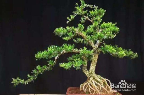 哪些植物不怕冷？