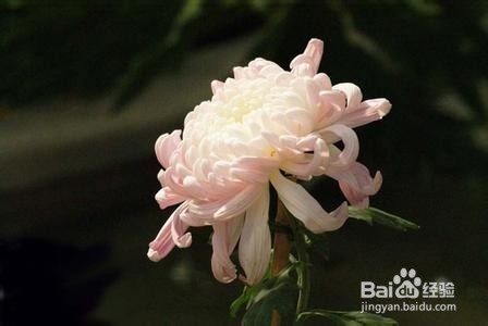 这些食物一定不能一起食用(二)