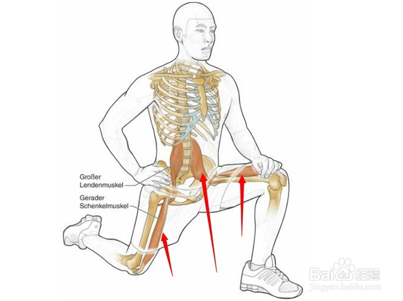 高尔夫球训练：[27]相应肌肉图解27