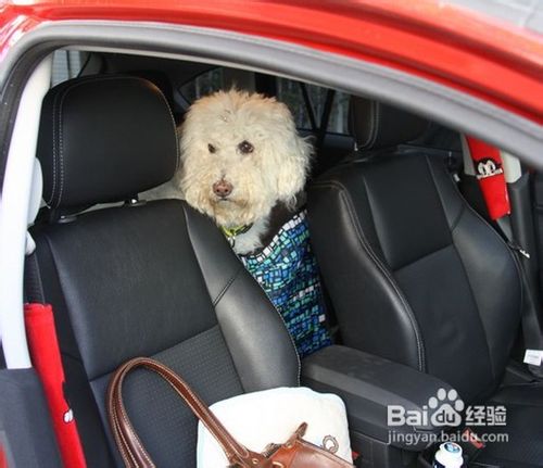 “爱犬”晕车怎么办?
