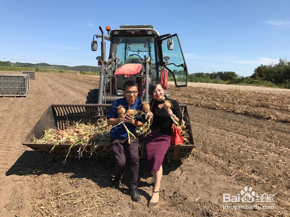 洋葱皮茶的功效