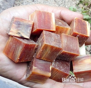 在野外寻找松明子的技巧