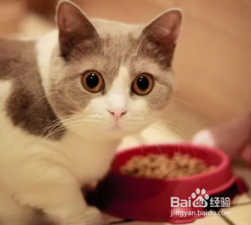 怎么让挑食的猫吃猫粮