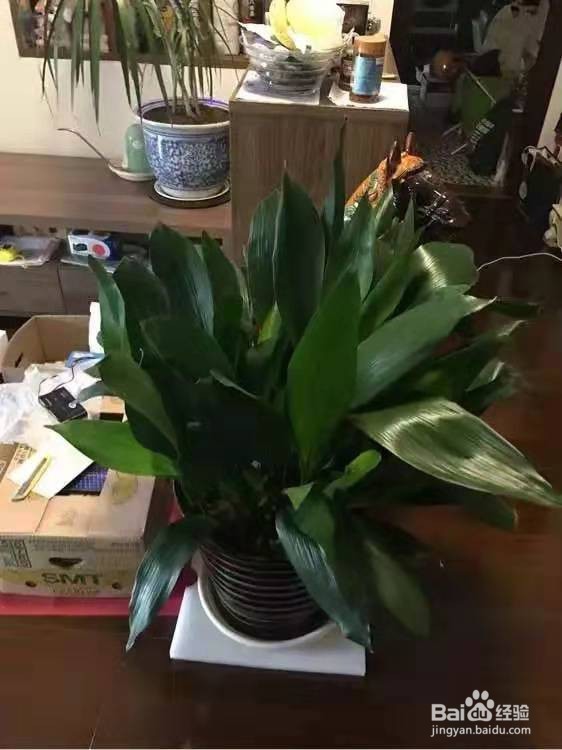 春节养5种能“清空气”的花，新手也能养得好