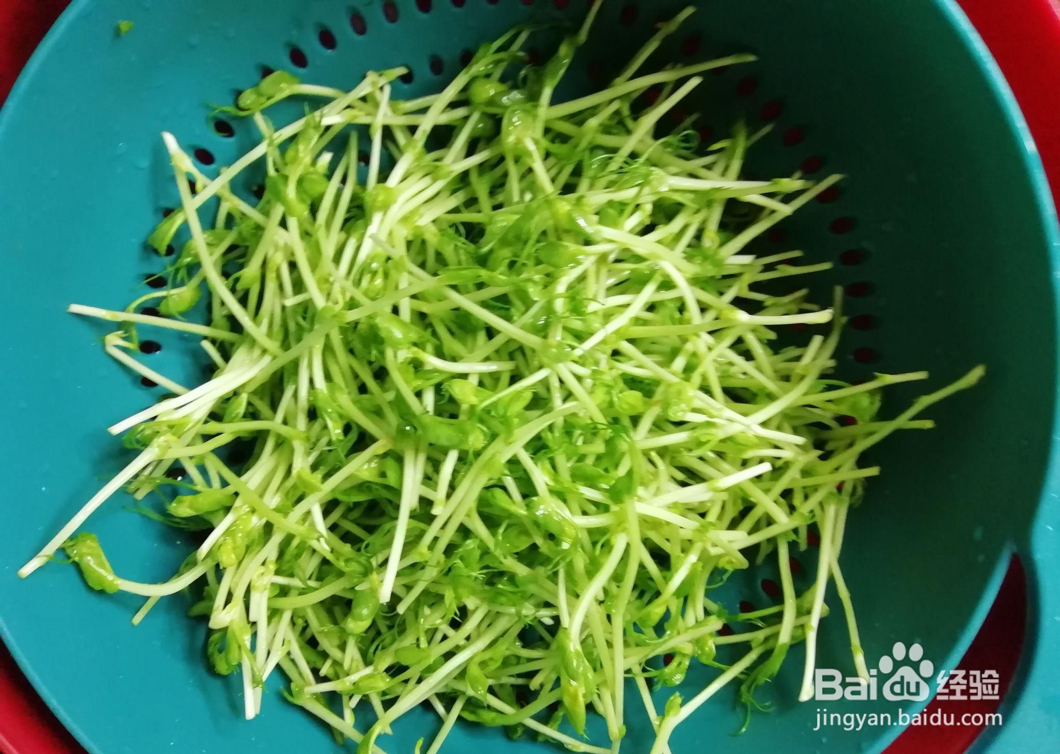 教你做大家都喜欢的蛋丝拌豌豆苗