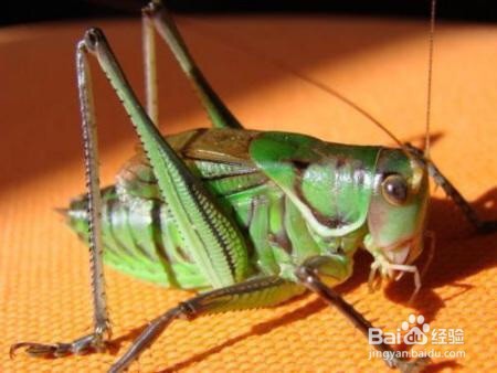 冬天蝈蝈的饲养方法